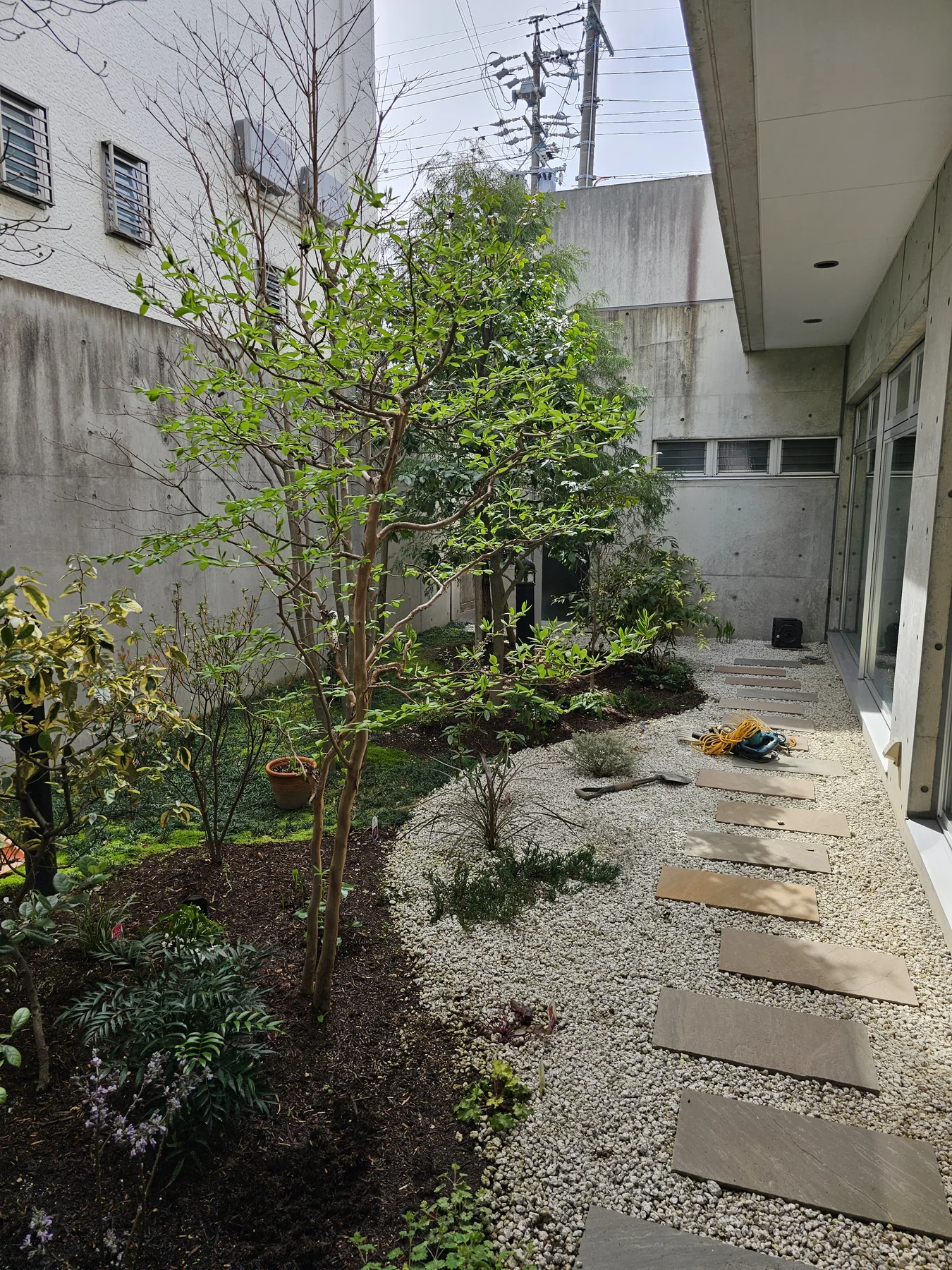 継続管理中の中庭植栽